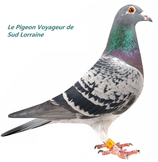 Logo de l'association