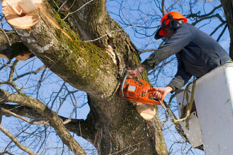 photo d'une homme qui tronconne un arbre