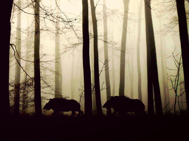 Sanglier en forêt