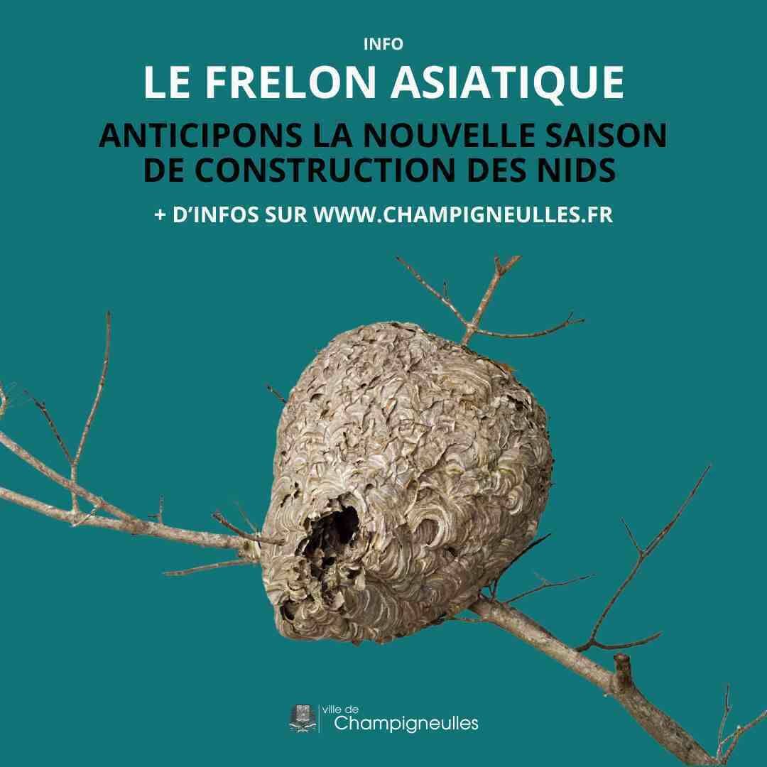 Frelon asiatique - anticipons la nouvelle saison de construction des nids